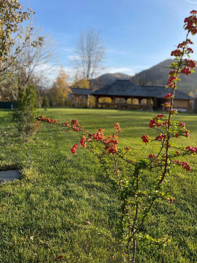 Pensiunea Coronita Hotel Vişeu de Sus Buitenkant foto